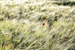 grano e colore